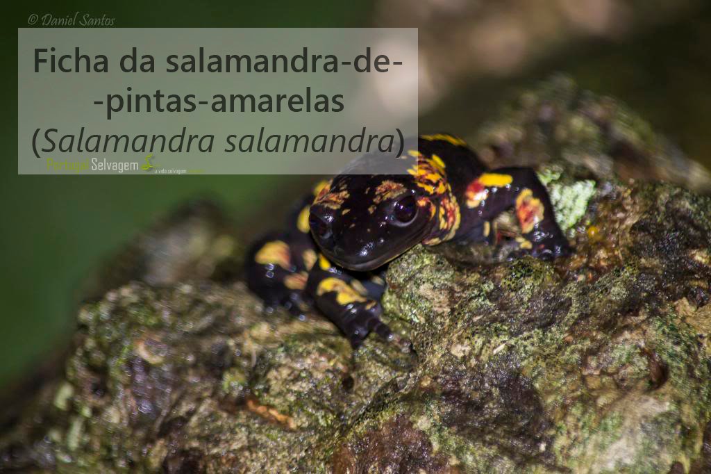 salamandra