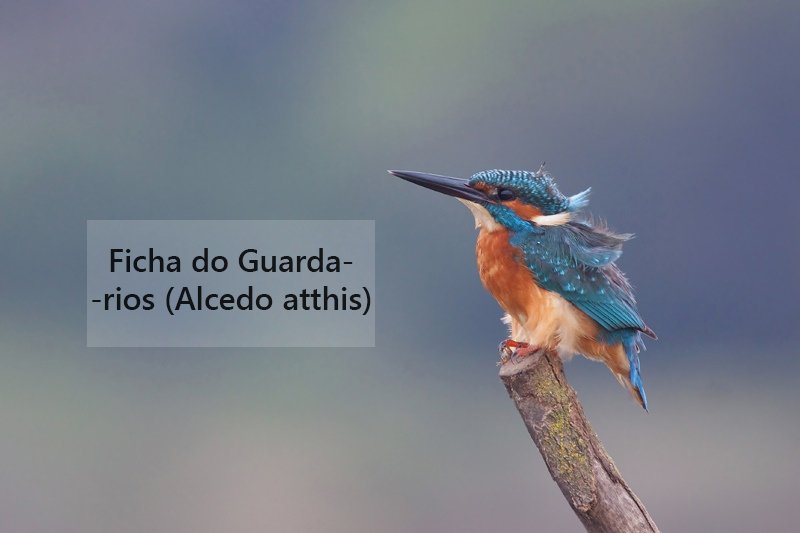 guarda_rios