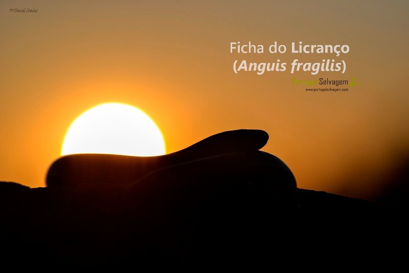 licranço